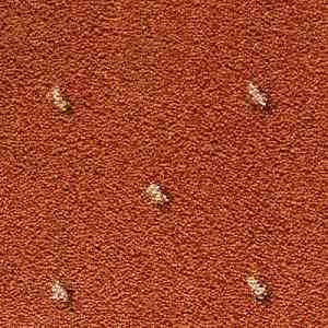 Ковролин CONDOR Carpets Africa 218 фото ##numphoto## | FLOORDEALER