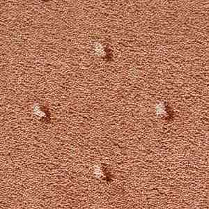 Ковролин CONDOR Carpets Africa 281 фото ##numphoto## | FLOORDEALER