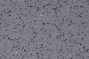 Линолеум Grabo Acoustic 3.5 1855_05_228 фото  | FLOORDEALER