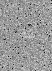 Линолеум Vertigo Barnett VBS3 14 фото 1 | FLOORDEALER