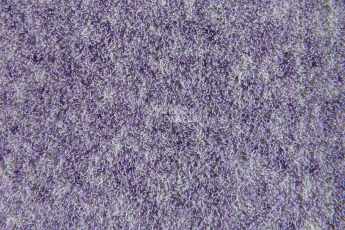 Flotex Colour s 482027 Penang Orchid фото 3 | FLOORDEALER