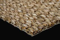 Tasibel Zambesi 2060 / 19 фото 4 | FLOORDEALER