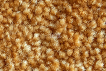 AW Masquerade Fedone 48 фото 2 | FLOORDEALER