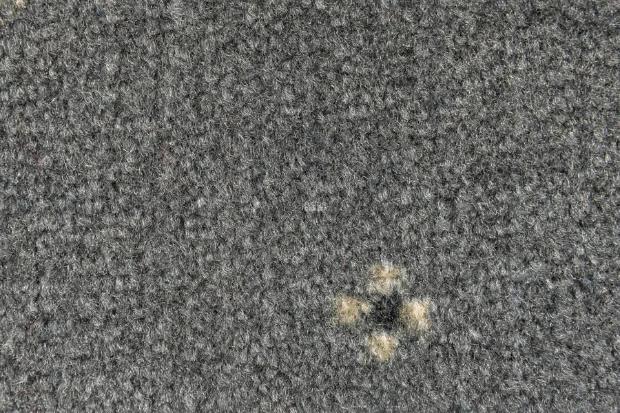 AW Animo AW Animo 97 фото 2 | FLOORDEALER