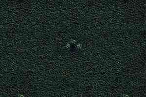 Ковролин Balta ITC Palace New 22 фото  | FLOORDEALER