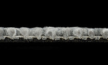 Desso Desert 9517 фото 4 | FLOORDEALER