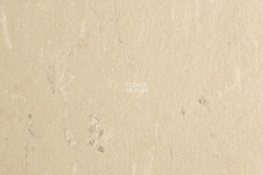 Forbo Marmoleum Solid Piano 3630-363035 angora фото 2 | FLOORDEALER