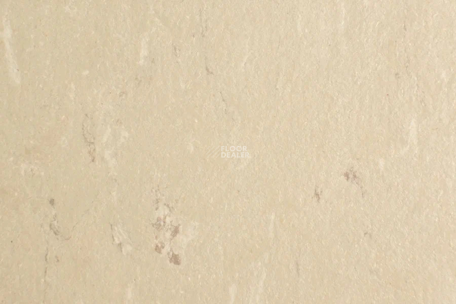 Forbo Marmoleum Solid Piano 3630-363035 angora фото 2 | FLOORDEALER