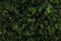 Forbo Coral Brush 5708 Avocado Green фото 2 | FLOORDEALER