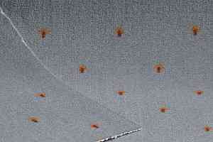 Ковролин Нева Тафт Pulman 700 фото  | FLOORDEALER