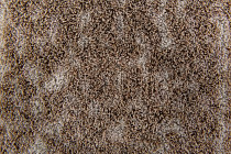 Flotex Colour s 445025 Canyon Earth фото 2 | FLOORDEALER