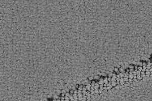 Ковролин Balsan Pavillon 920 фото  | FLOORDEALER