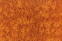 Flotex Colour Metro 5050 t 546025 Metro Tangerine фото 2 | FLOORDEALER