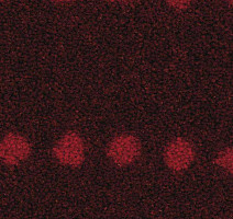 Ковролин Balsan Maori 570 фото 1 | FLOORDEALER