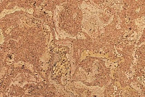 Пробковое покрытие Eco Cork MADEIRA фото 1 | FLOORDEALER