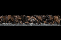 Forbo Coral Bright 2606 Fine Peat фото 3 | FLOORDEALER