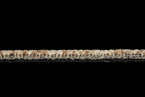 Imperfection Коллекция Grit Grit 751 фото 7 | FLOORDEALER