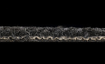 Desso Essence 9031 фото 3 | FLOORDEALER