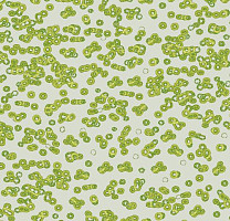 Ковролин Flotex Sottsass Bacteria 990203 фото 1 | FLOORDEALER