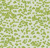 Ковролин Flotex Sottsass Bacteria 990203 фото 1 | FLOORDEALER