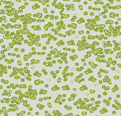 Ковролин Flotex Sottsass Bacteria 990203 фото 1 | FLOORDEALER