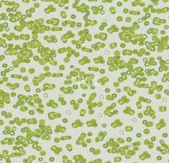 Ковролин Flotex Sottsass Bacteria 990203 фото 1 | FLOORDEALER