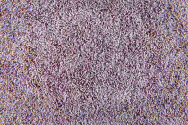 Flotex Colour Calgary 50*50 t 590017 Calgary Crystal фото 2 | FLOORDEALER