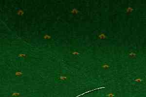 Ковролин Нева Тафт Pulman 600 фото  | FLOORDEALER