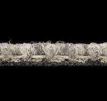 Desso Essence 9926 фото 3 | FLOORDEALER