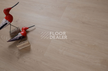 Evofloor Optima Click 4.2мм Дуб Гавана фото 6 | FLOORDEALER