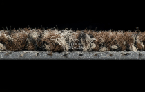 Forbo Coral Classic 4784 Coffee фото 3 | FLOORDEALER