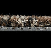 Forbo Coral Classic 4784 Coffee фото 3 | FLOORDEALER