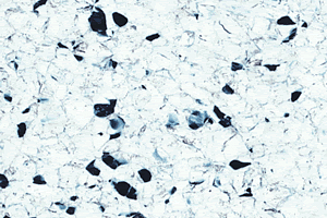 Линолеум Polyflor Finesse Ec 5360 фото  | FLOORDEALER