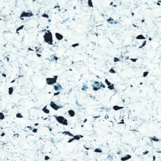 Линолеум Polyflor Finesse Ec 5360 фото 1 | FLOORDEALER