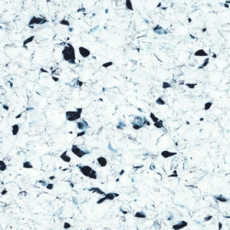 Линолеум Polyflor Finesse Ec 5360 фото 1 | FLOORDEALER