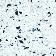 Polyflor Finesse Ec 5360 фото 1 | FLOORDEALER