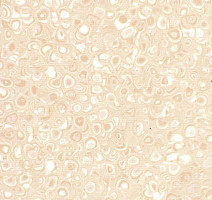 Линолеум Grabo Polis Blonde фото 1 | FLOORDEALER