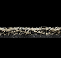 Forbo Coral Bright 2604 Virgin Sand фото 3 | FLOORDEALER