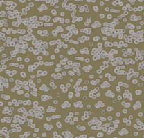 Ковролин Flotex Sottsass Bacteria 990401 фото 1 | FLOORDEALER