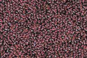 Ковролин AW Dakota 19 фото  | FLOORDEALER