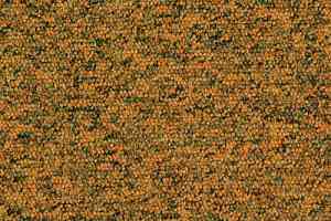 Ковровая плитка Desso Tempra 6018 фото  | FLOORDEALER