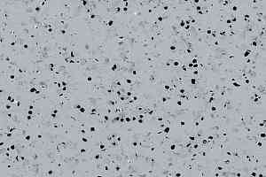 Кварцвиниловые полы GTI El5 Ev Connect 0352_grey фото  | FLOORDEALER