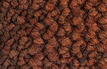 Desso Desert 5011 фото 3 | FLOORDEALER