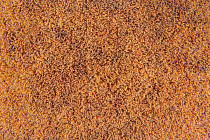 Flotex Colour Calgary 50*50 t 590005 Calgary Melon фото 3 | FLOORDEALER