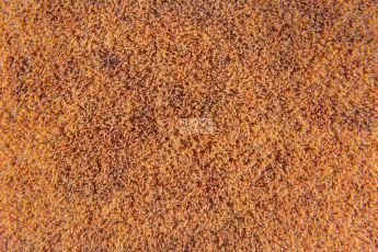 Flotex Colour Calgary 50*50 t 590005 Calgary Melon фото 3 | FLOORDEALER