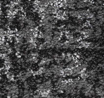 Ковролин Balsan Darius Soft 909 фото 1 | FLOORDEALER