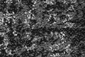 Ковролин Balsan Darius Soft 909 фото  | FLOORDEALER