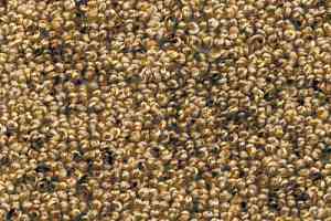 Ковролин AW Dakota 38 фото  | FLOORDEALER