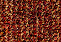 Illusion f 15 фото 2 | FLOORDEALER