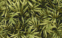 Ковролин Halbmond Pure Elements 13838 фото 1 | FLOORDEALER